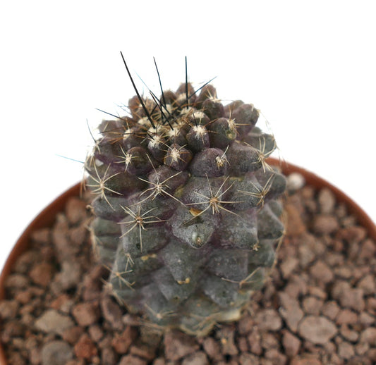 Copiapoa continua x humilis suculento cactus con cuerpo gris oscuro y espinas cortas en maceta