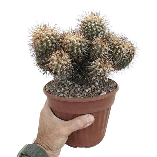 Copiapoa coquimbana clustered cactus with dense sharp spines in terracotta pot