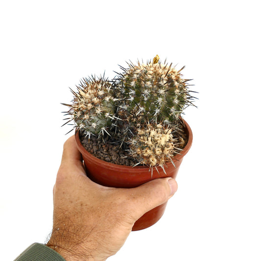 Copiapoa coquimbana succulent cactus with dense white wool and sharp dark spines in pot
