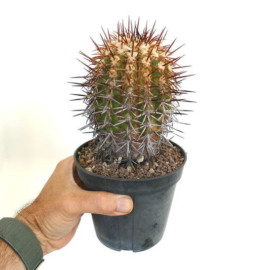 โคปิอาโพอา คูปรีอา กระบองเพชรสีเขียวขนาดเล็กมีหนามสีน้ำตาลและสีขาวหนาแน่นในกระถางสีดำ