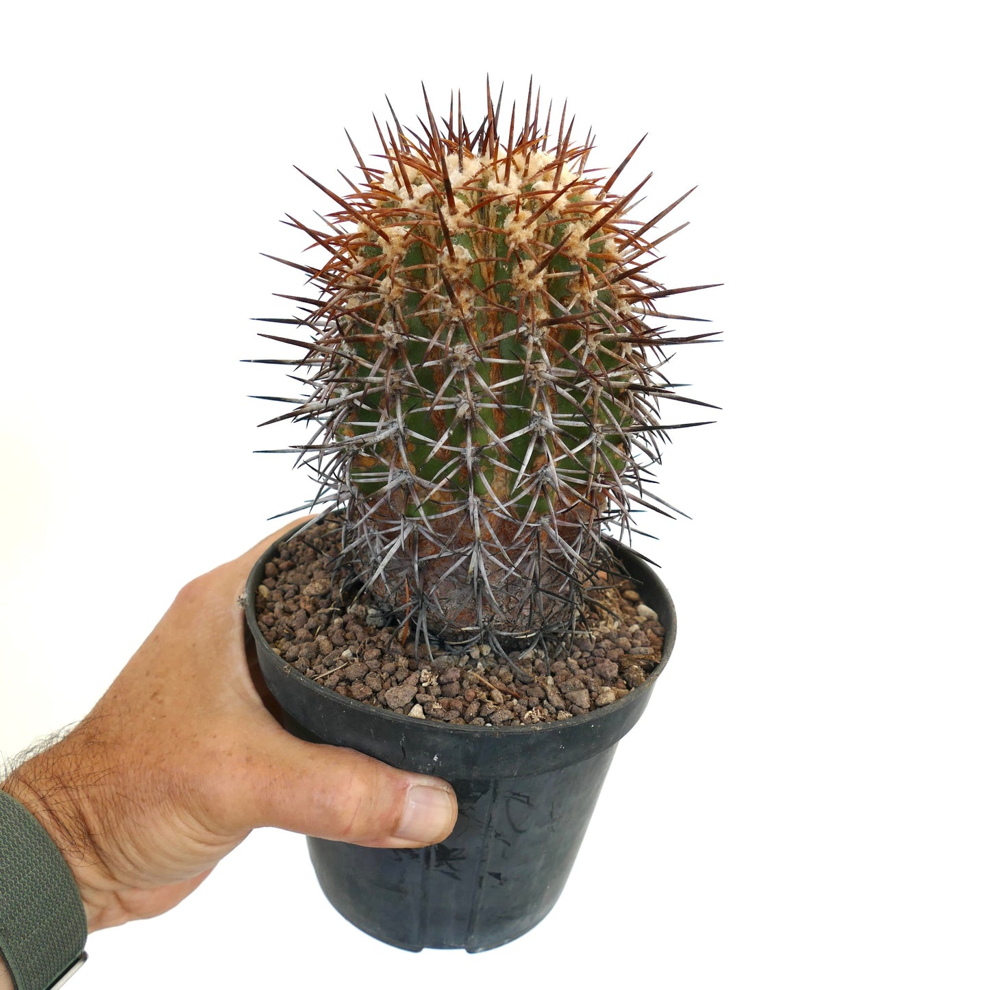 Copiapoa cuprea cactus with dense reddish and gray spines in black pot held by hand