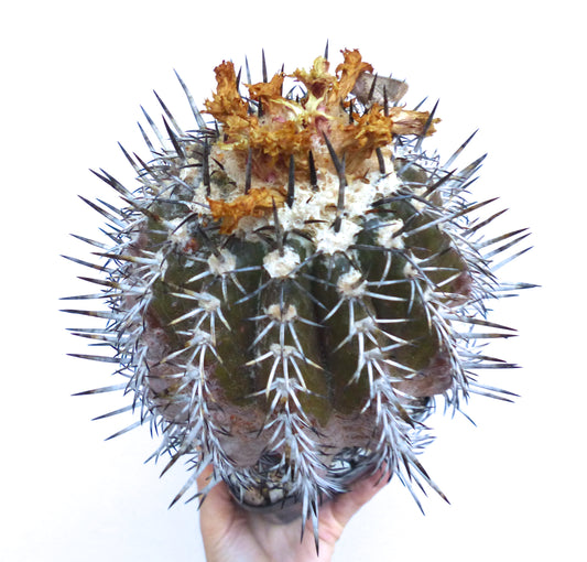 Copiapoa cupreata rare succulent cactus with thick spines and dried flower remains