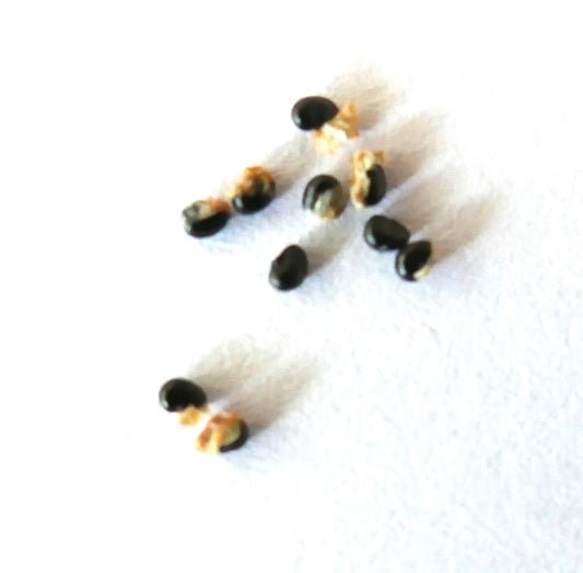 Copiapoa dealbata var. carrizalensis SEEDS