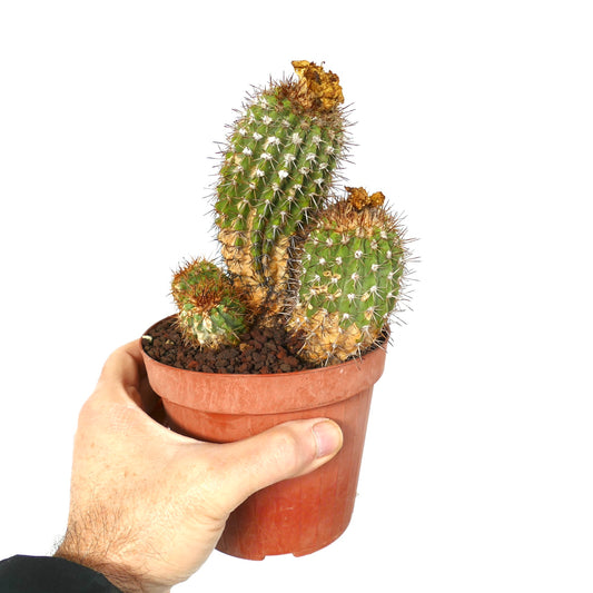 Copiapoa decorticans cactus agrupado con tallos espinosos verdes y restos de flores secas marrones en maceta