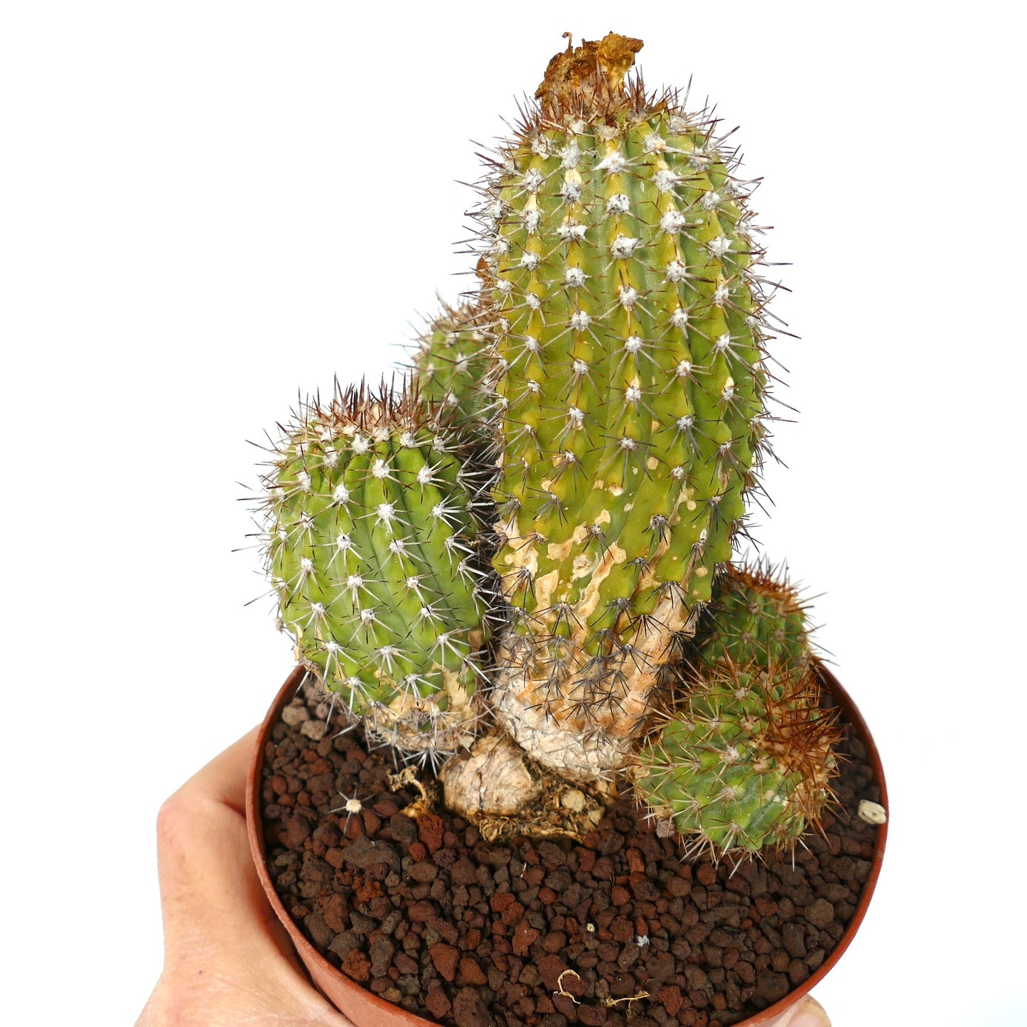 Copiapoa decorticans suculenta cactus con múltiples tallos espinosos verdes en maceta