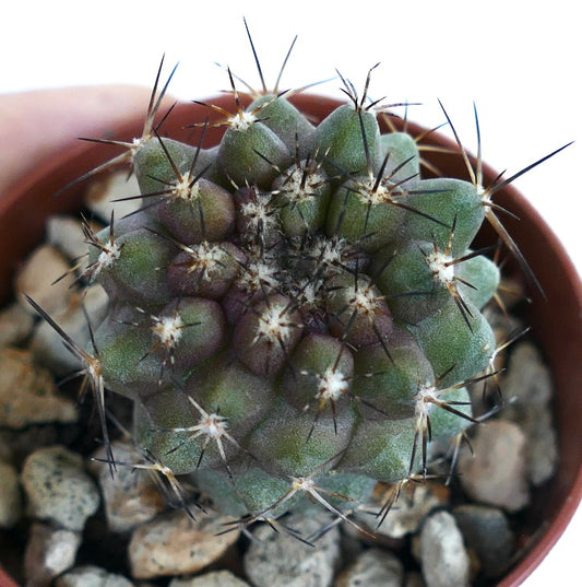 Top view of Copiapoa desertorum, showing clustered ribbed tubercles with reddish-purple tones at the crown and black spines radiating outward.