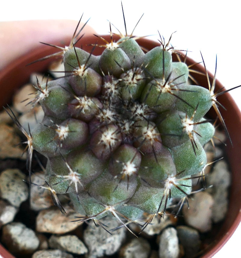 Close-up of Copiapoa desertorum in a small pot, highlighting its ribbed spherical form, mixed green and violet hues, and sharp dark spines.