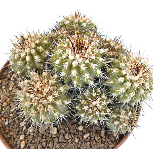 Copiapoa desertorum cluster with dense white and brown spines on green succulent stems