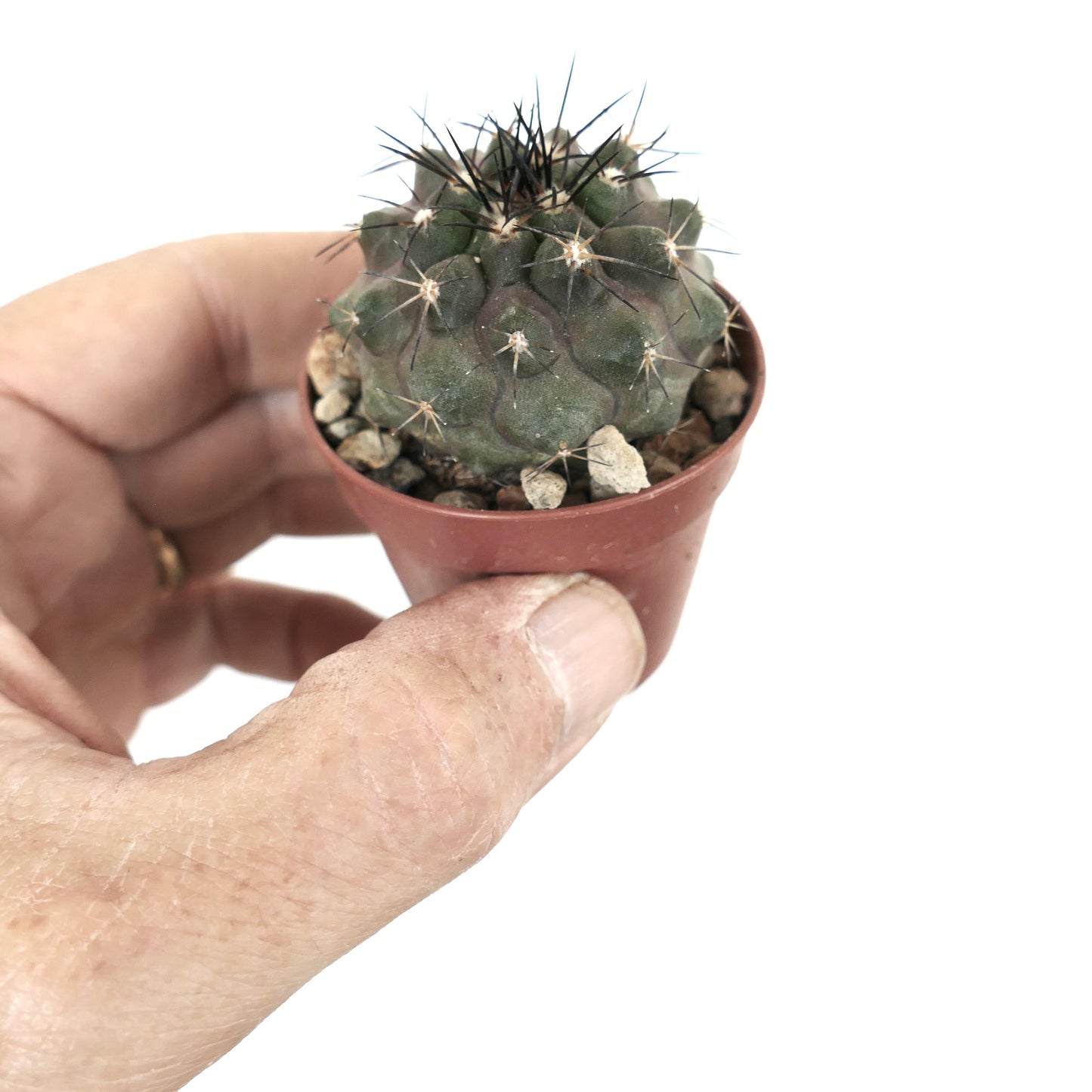 Copiapoa desertorum small green cactus with dark spines in a tiny pot succulent specimen