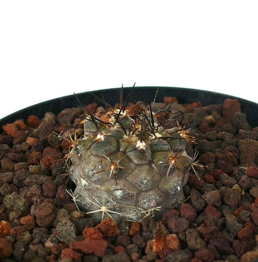 Copiapoa desertorum small succulent cactus with dark spines and textured green-gray body