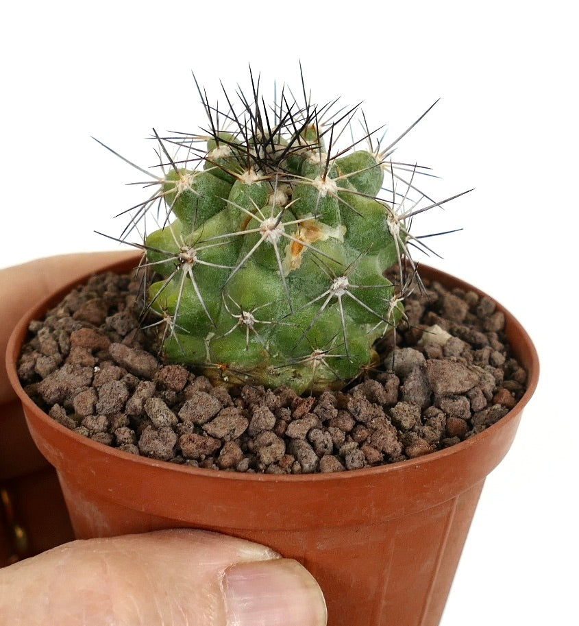 Copiapoa desertorum small green succulent cactus with long sharp black spines in pot