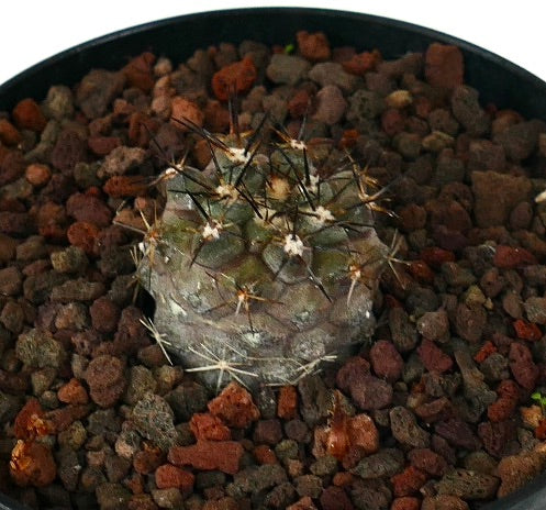 Copiapoa desertorum small round succulent cactus with dark spines and textured surface