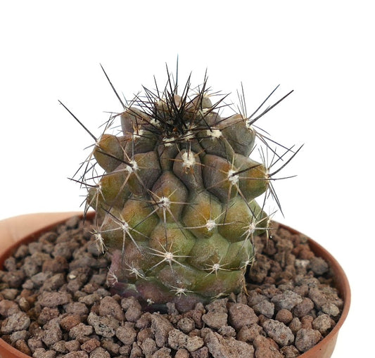 Copiapoa desertorum var. rupestris small succulent cactus with dense spines and textured green body