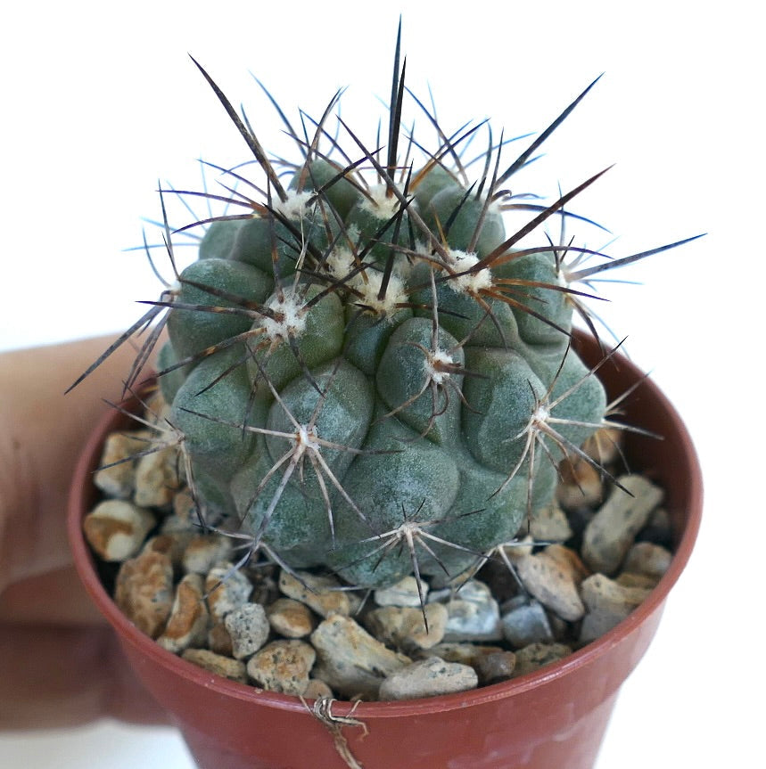 Copiapoa desertorum x cinerea rare succulent cactus with dense spines in pot