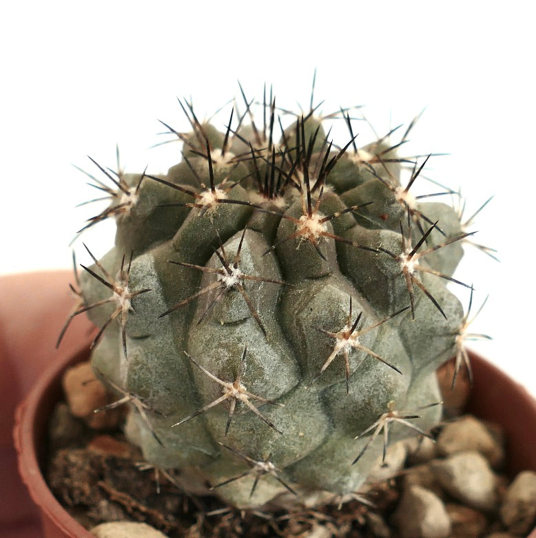 Copiapoa desertorum x serpentisulcata TX6 rare small cactus with dark spines and textured green body