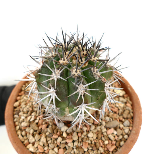 Copiapoa dura green cactus with prominent long white and black spines in terracotta pot