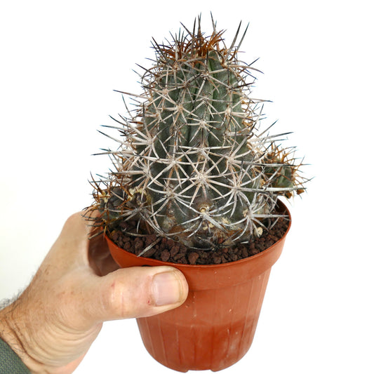 Copiapoa dura succulent cactus with dense white and brown spines in small cluster pot