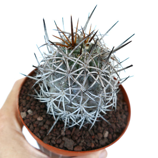 Copiapoa dura small round cactus with dense white and brown spines in pot