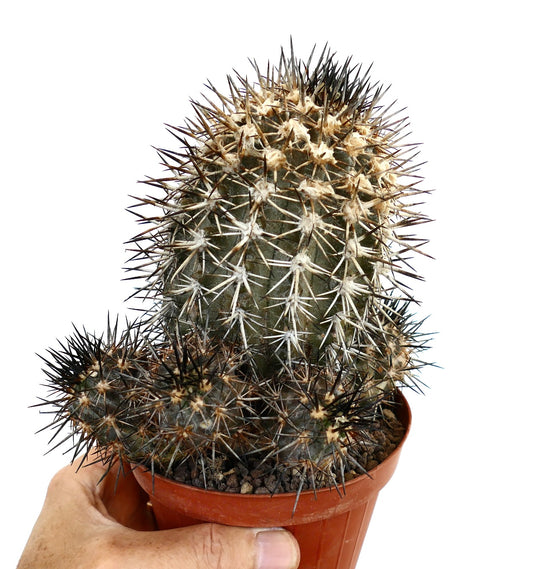 Copiapoa dura succulent cactus with dense sharp spines and clustered growth in pot