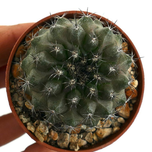 Rare small succulent cactus Copiapoa dura E26 with sharp spines in pot