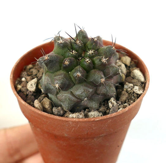 Copiapoa dura small succulent cactus with dark spines in terracotta pot
