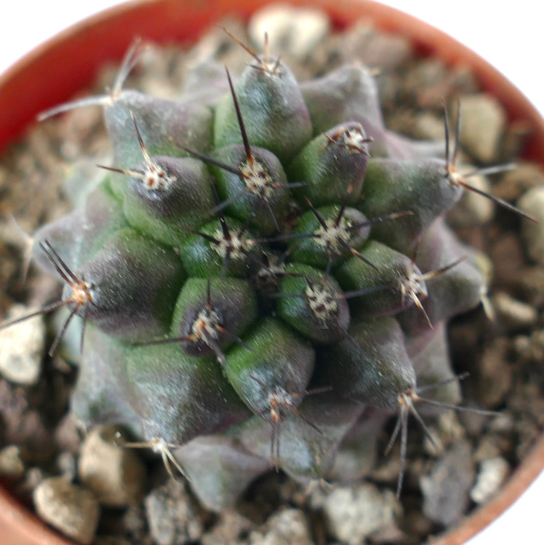 Copiapoa dura small succulent cactus seedling with dark spines and green-purple body