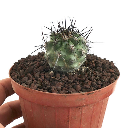 Copiapoa dura X Copiapoa cinerea pequeno cacto suculento redondo com espinhos escuros proeminentes em vaso