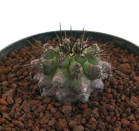Copiapoa dura X griseoviolacea pequeno cacto com tons verdes e púrpuras e espinhos afiados