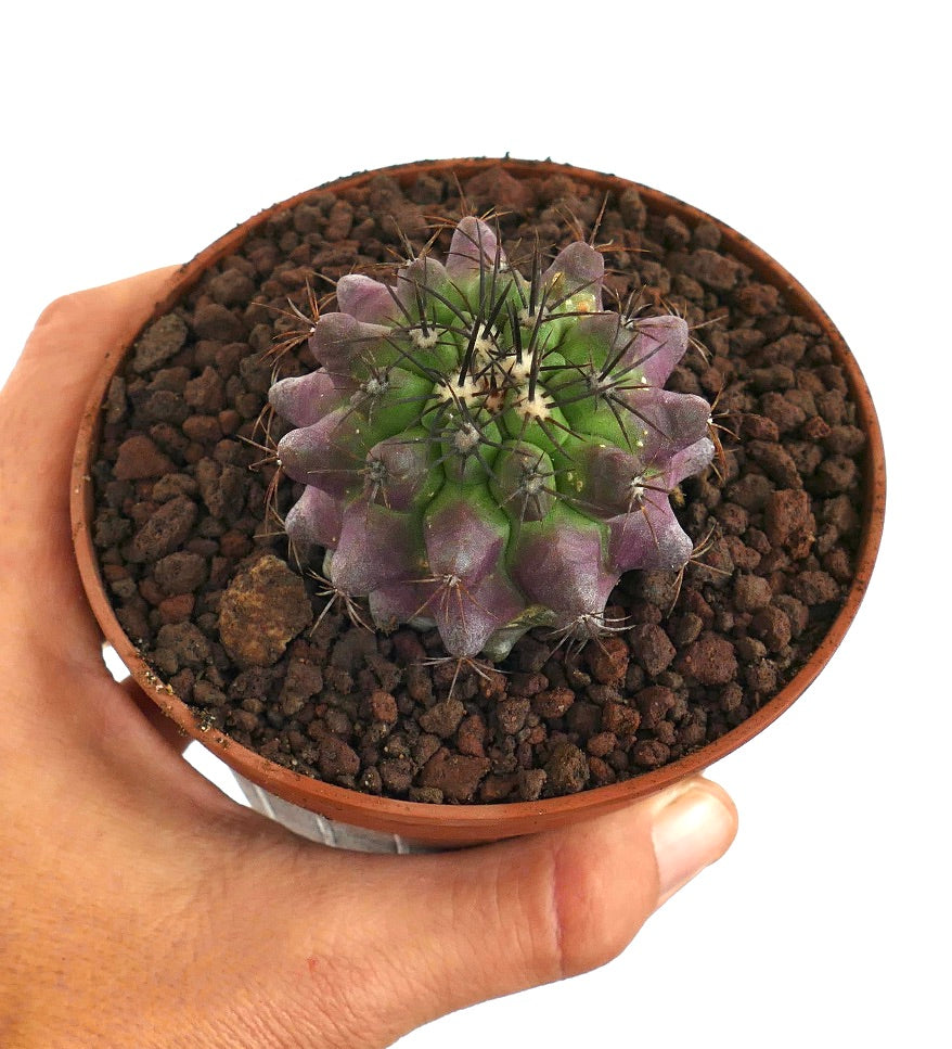 Copiapoa dura X griseoviolacea small succulent cactus with green and purple ribs and sharp spines