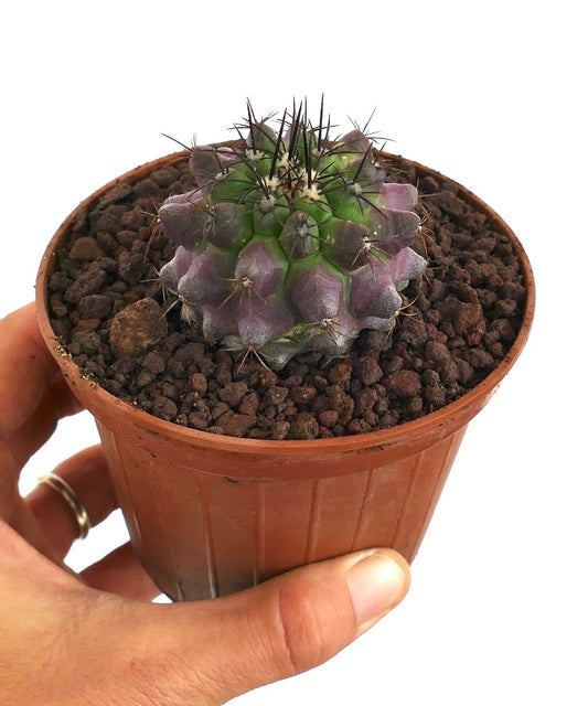 Copiapoa dura X griseoviolacea small cactus with purple-green ribs and sharp spines in pot