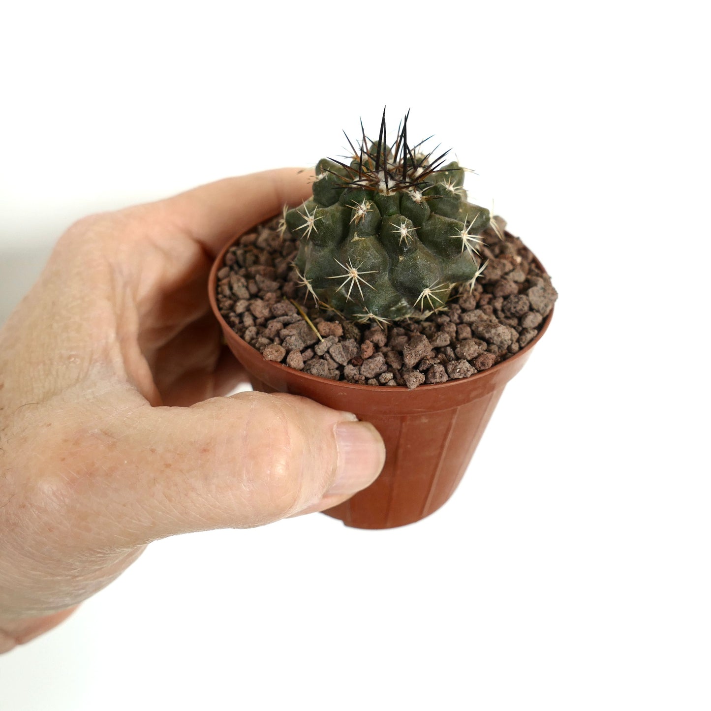 Copiapoa dura small succulent cactus with dark spines in a brown pot held by hand