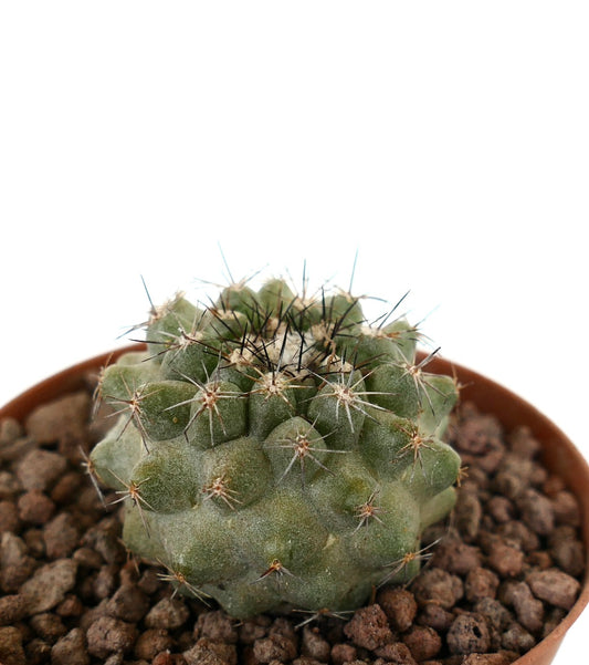 Copiapoa dura x continua suculento cactus con tubérculos redondeados y espinas afiladas en maceta