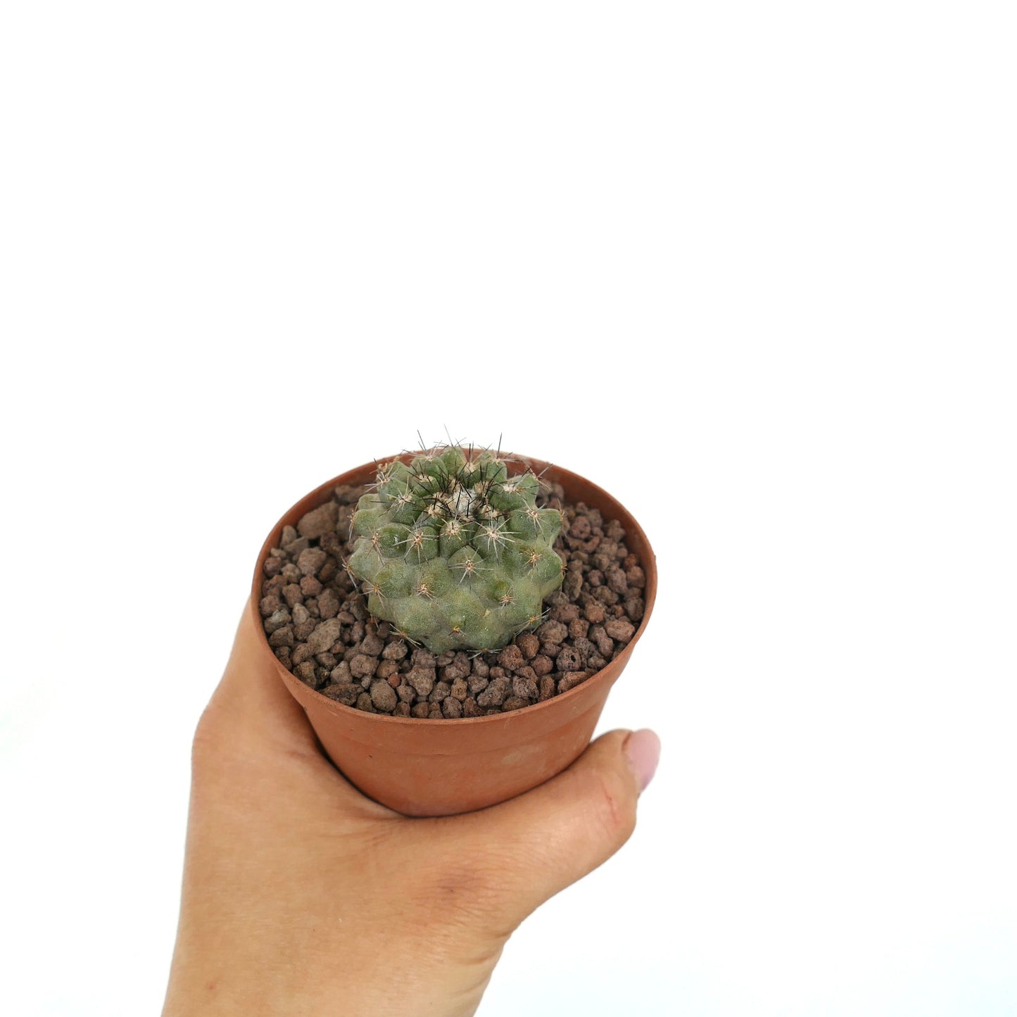 Copiapoa dura x continua small succulent cactus with dense spines in terracotta pot