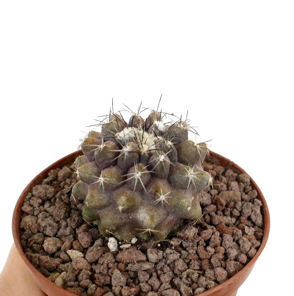 Copiapoa dura x humilis piccolo cactus succulento con tubercoli arrotondati e spine rade in vaso