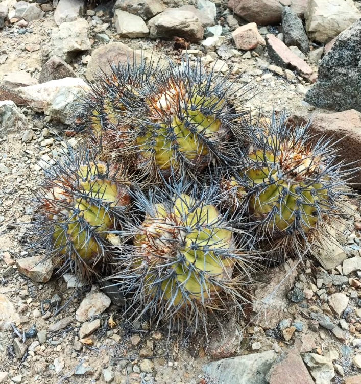 Copiapoa echinoides Cluster runder Kakteen mit dichten langen Stacheln auf felsigem Boden