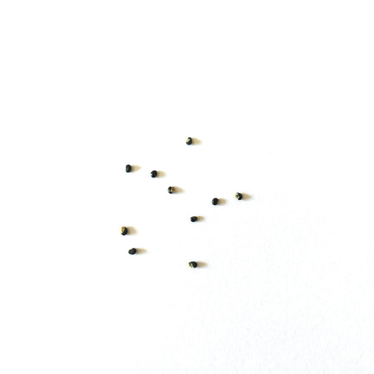 Copiapoa ferox cactus seeds scattered on white background for propagation
