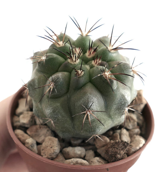 Compact green cactus with segmented surface and sharp radial spines, planted in a clay pot with mineral soil mix, perfect for rare cactus enthusiasts.