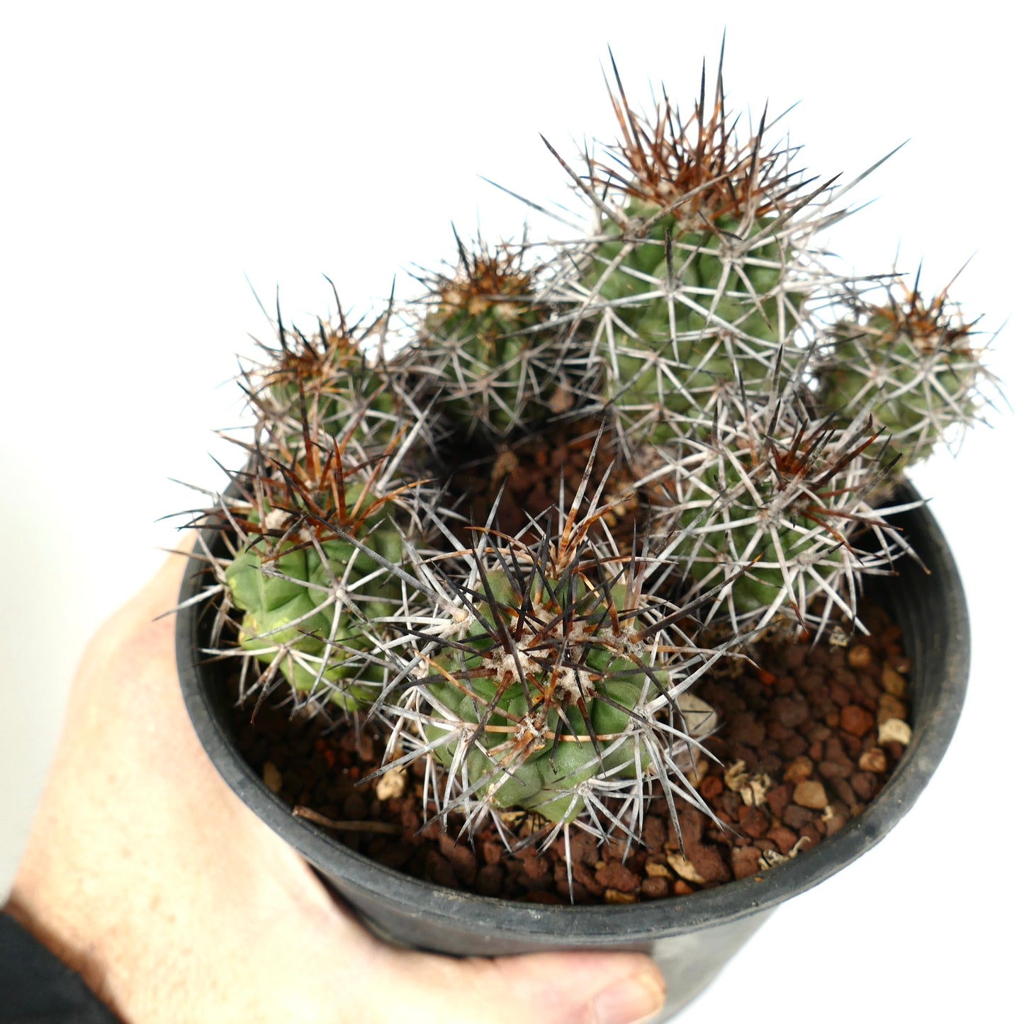 Copiapoa fiedleriana cluster with dense sharp brown and white spines succulent cactus
