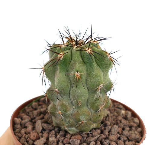 Copiapoa fiedleriana succulent cactus with prominent brown spines and ribbed green body