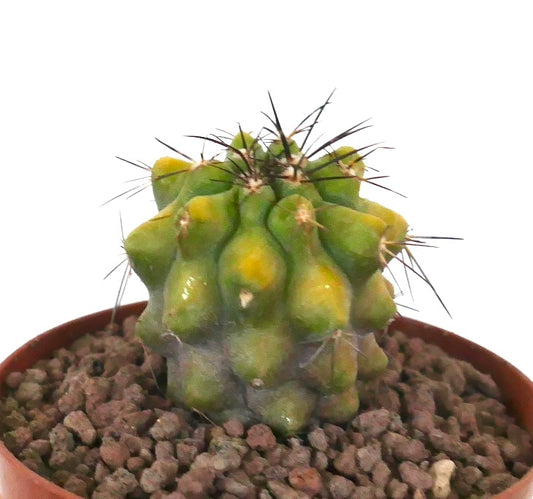 Copiapoa fiedleriana small variegated cactus with thick spines and bumpy green-yellow surface