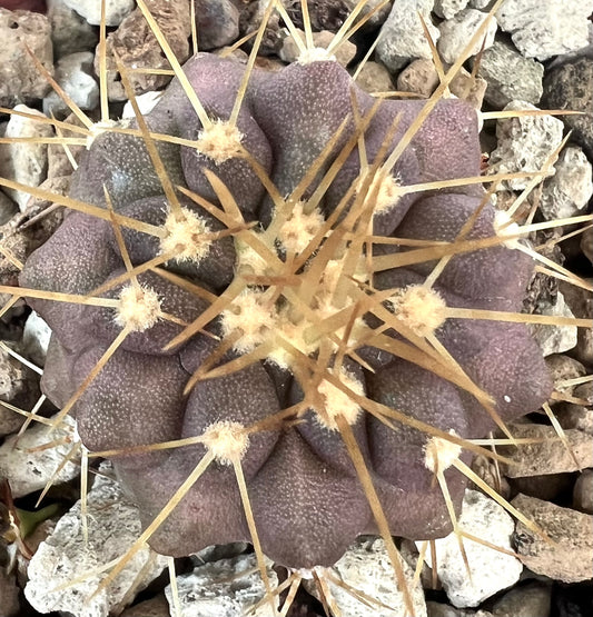 Copiapoa gigantea rare purple succulent cactus with prominent long yellow spines and textured surface