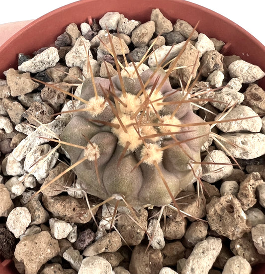 Copiapoa gigantea succulent cactus with thick ribs and long brown spines in rocky soil