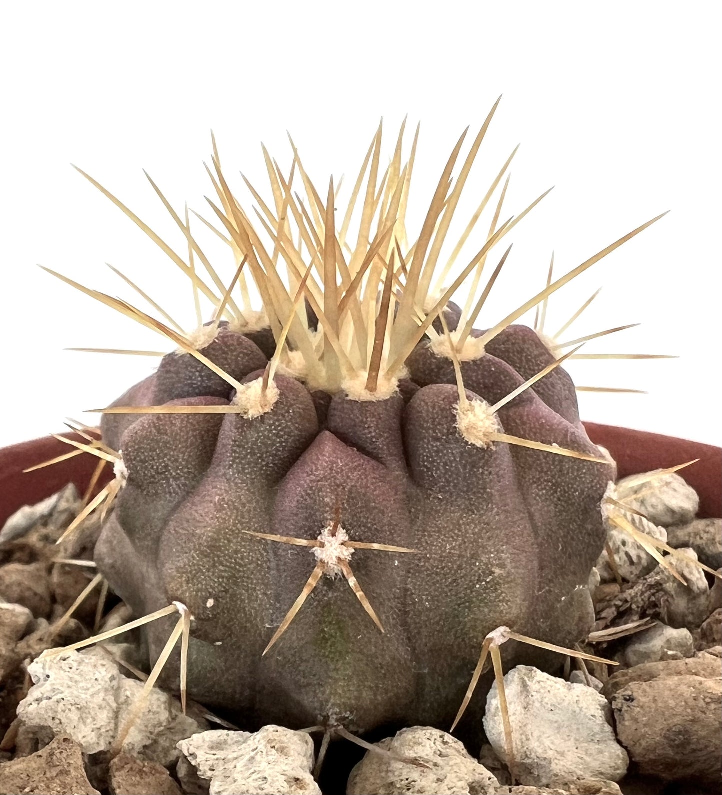 厚い紫色の胴体と長い黄色のトゲを持つ、岩だらけの土壌に生えるコピアポア・ジガンテアの多肉サボテン