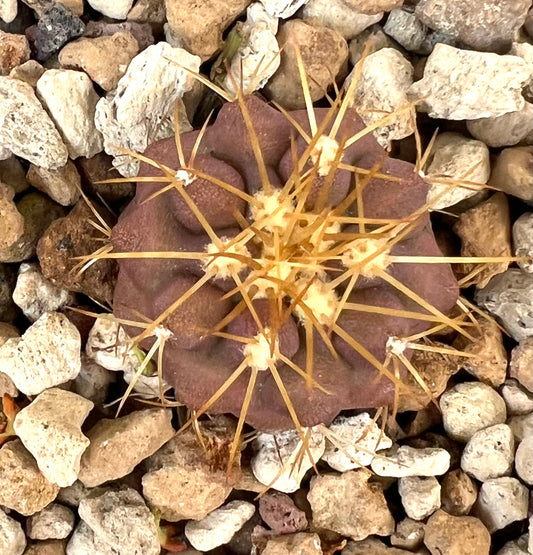 Copiapoa gigantea small purple succulent cactus with long yellow spines on rocky soil