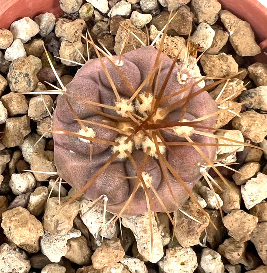 Copiapoa gigantea rare succulent cactus with thick brown spines and wrinkled purple body