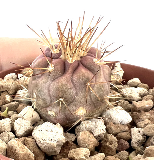 Copiapoa gigantea rare succulent cactus with thick spines and textured purple-green body