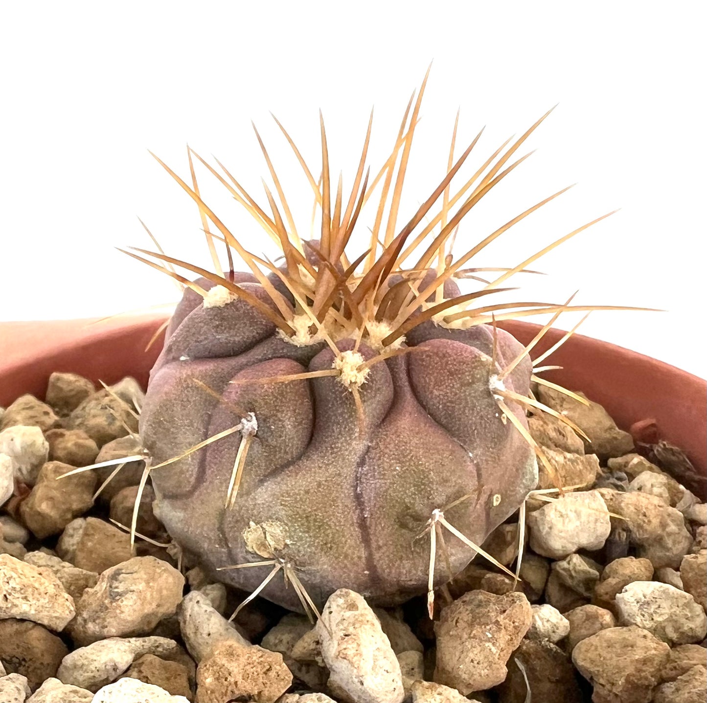 Copiapoa gigantea sjelden sukkulent kaktus med tykke brune pigger og avrundet ribbet kropp