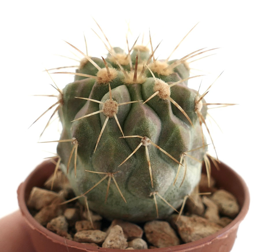 Copiapoa gigantea – Seitenansicht eines kugelförmigen Kaktus mit segmentierten Tubercles und scharfen gelblichen Dornen, gepflanzt in einem Terrakottatopf mit Kies-Gemisch, eine begehrte Art für Sukkulenten-Sammlungen.