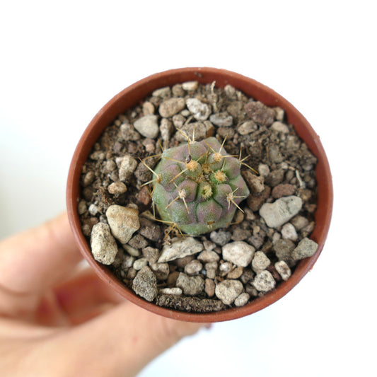 Copiapoa gigantea small round cactus with yellow spines and green-purple body in pot
