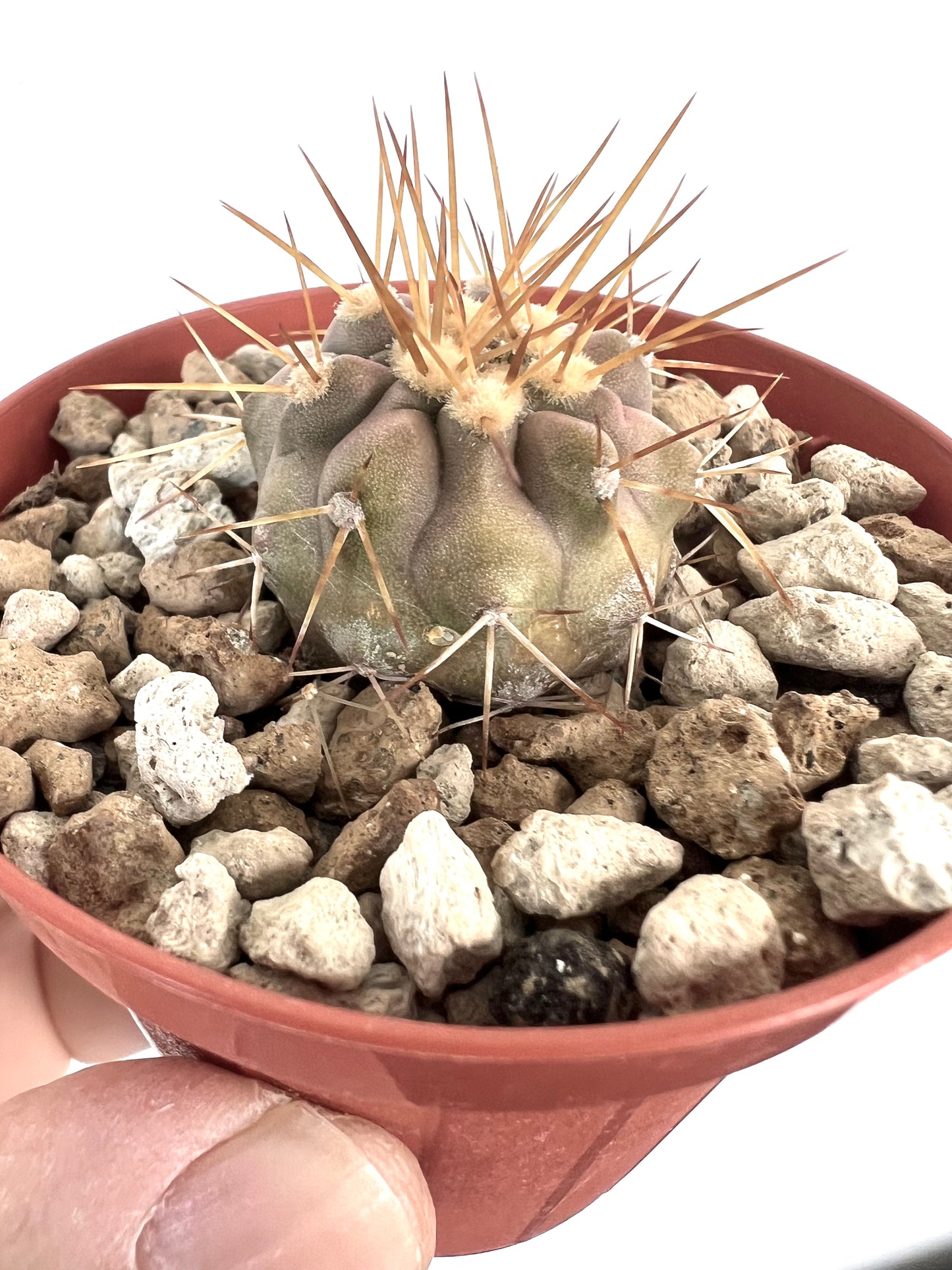 コピアポア・ギガンテア 小型多肉サボテン 厚いトゲと質感のある緑色の胴体を持つ鉢植え